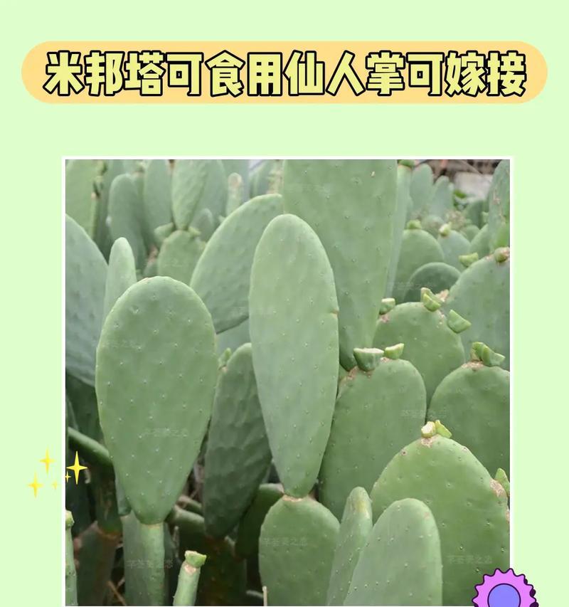 仙人掌的品种有哪些？仙人掌的种植和养护技巧是什么？