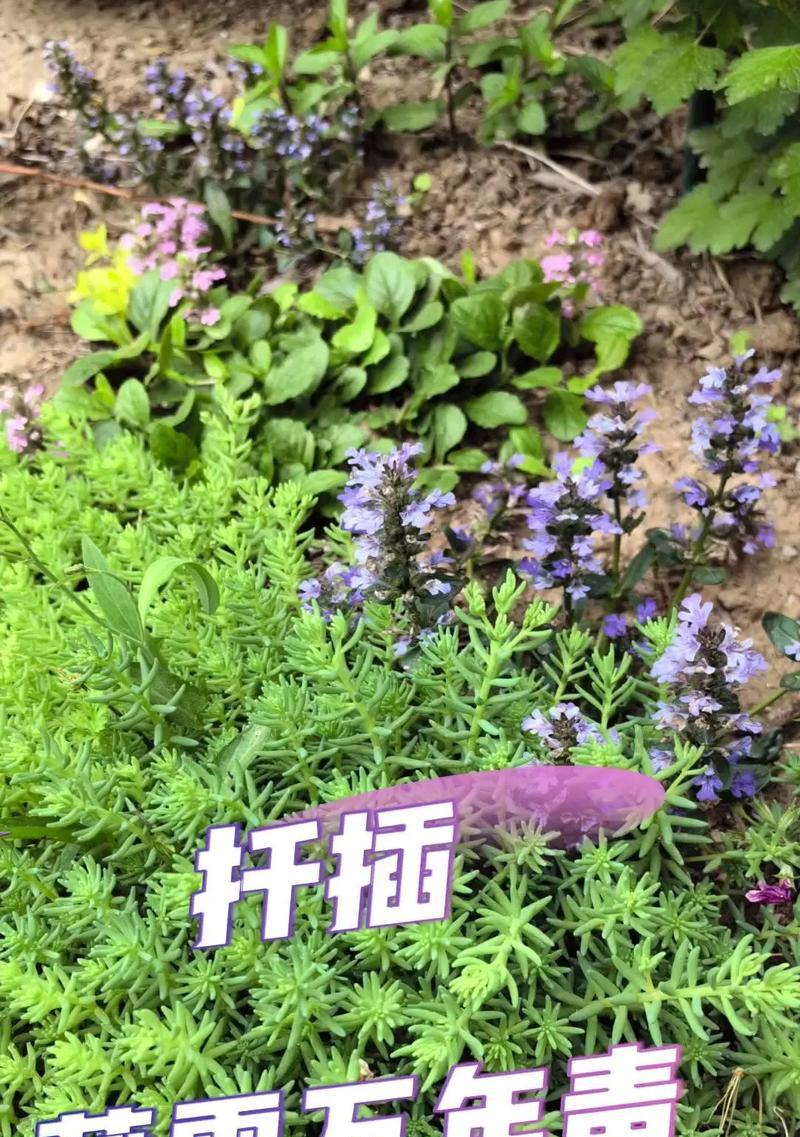 万年青过高如何修剪？修剪的正确方法是什么？