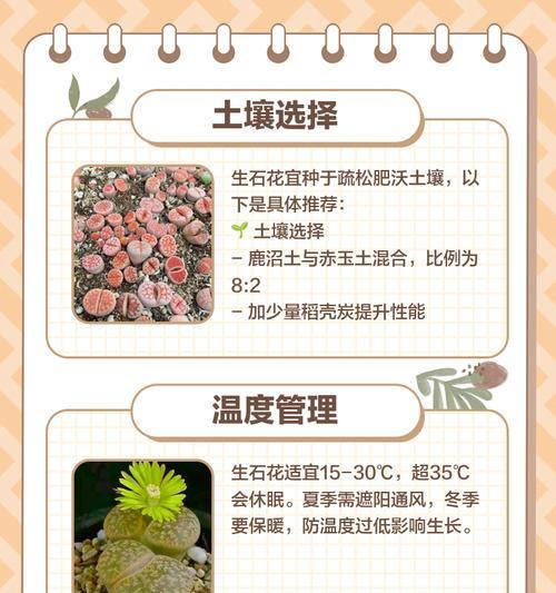 生石花最大的品种是什么？如何养护？