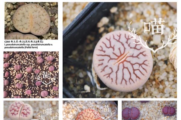 生石花最大的品种是什么？如何养护？