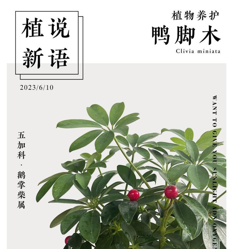 鸭脚木的养殖方法和常见问题解答？