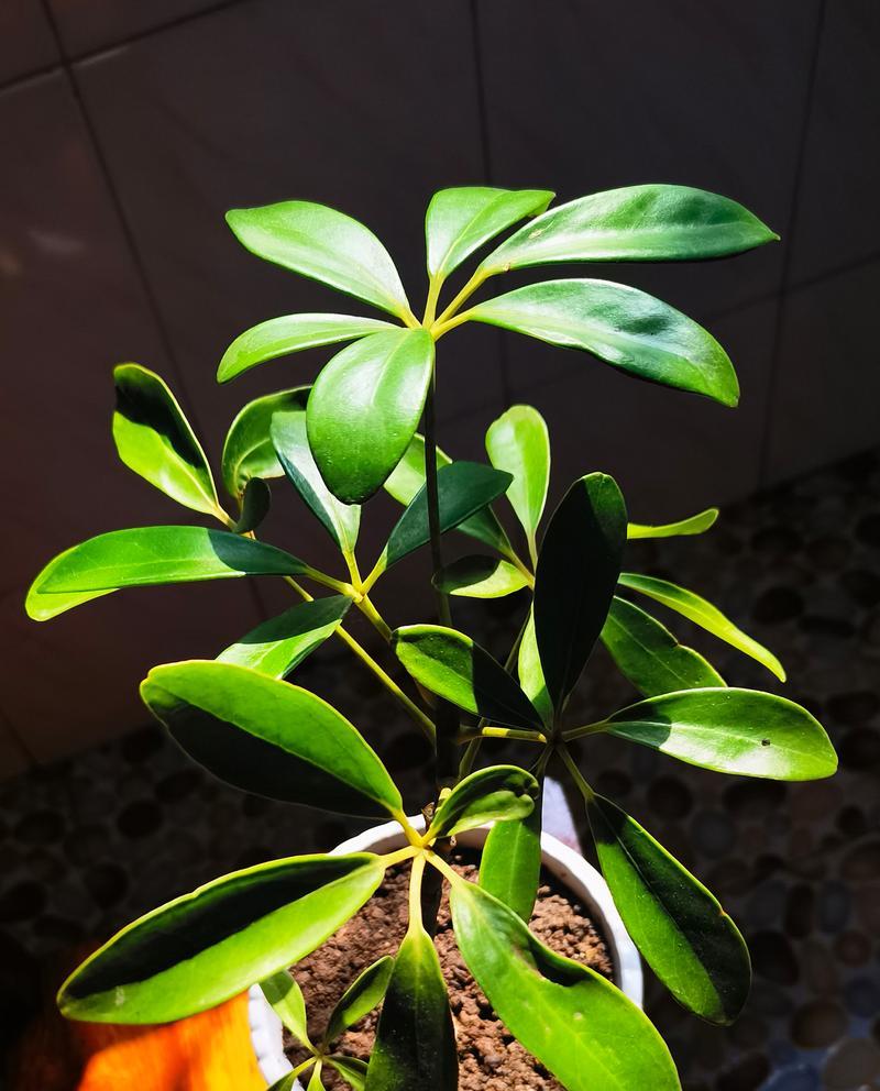 鸭脚木的养殖方法和常见问题解答？