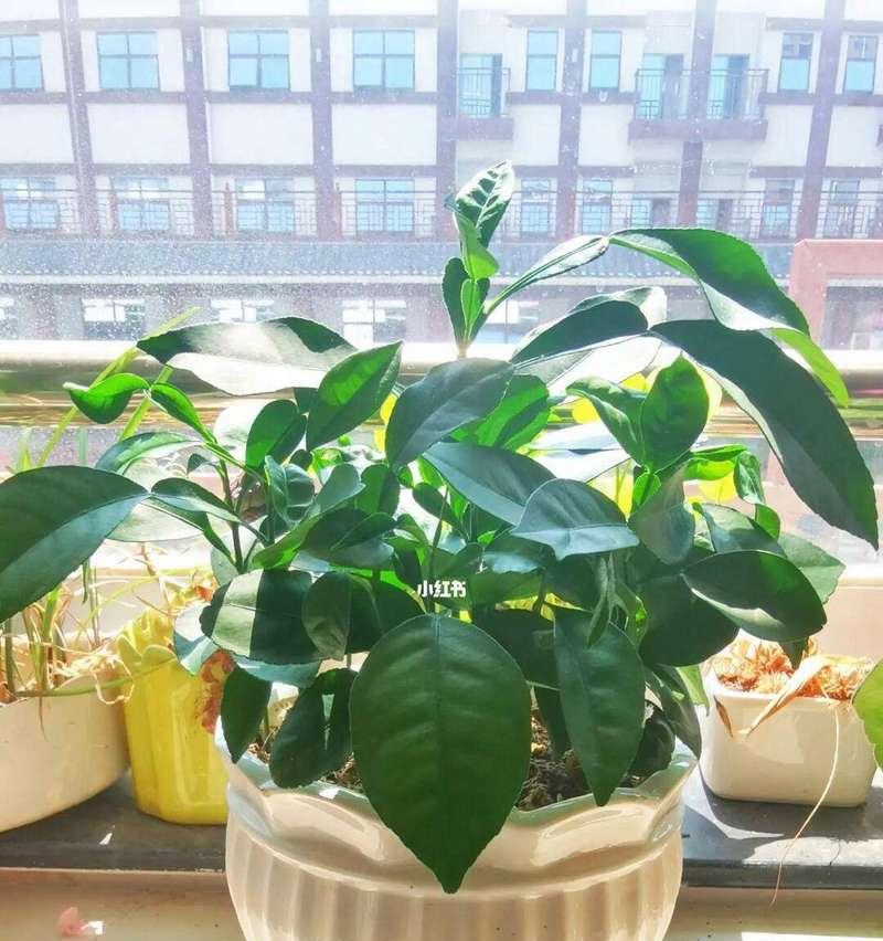 盆栽用什么肥料好？如何选择适合不同植物的肥料？