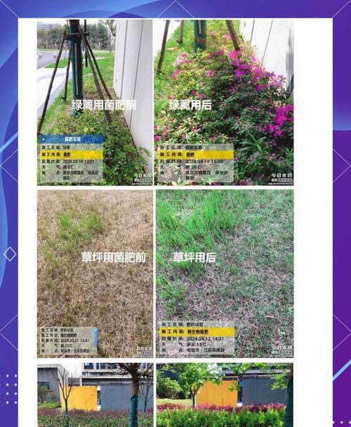 盆栽用什么肥料好？如何选择适合不同植物的肥料？