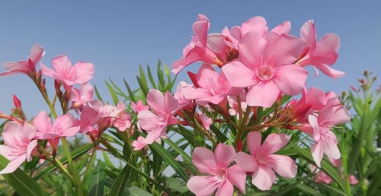 花都有哪些种类？它们各自有哪些特点和用途？