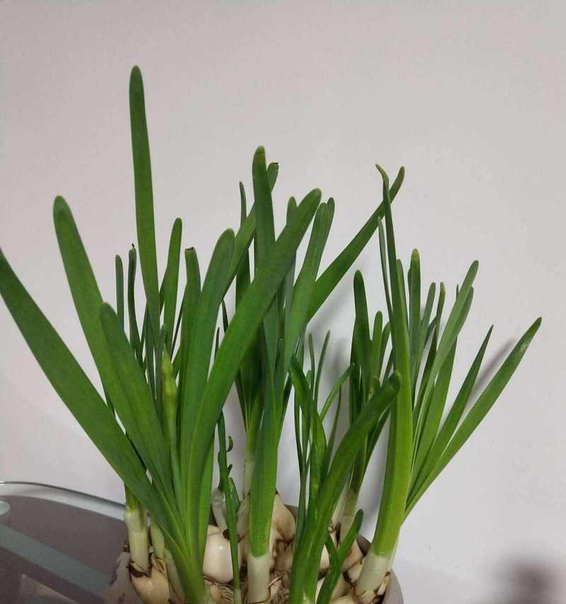 花都有哪些种类？它们各自有哪些特点和用途？