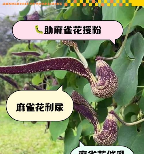 花都有哪些种类？它们各自有哪些特点和用途？