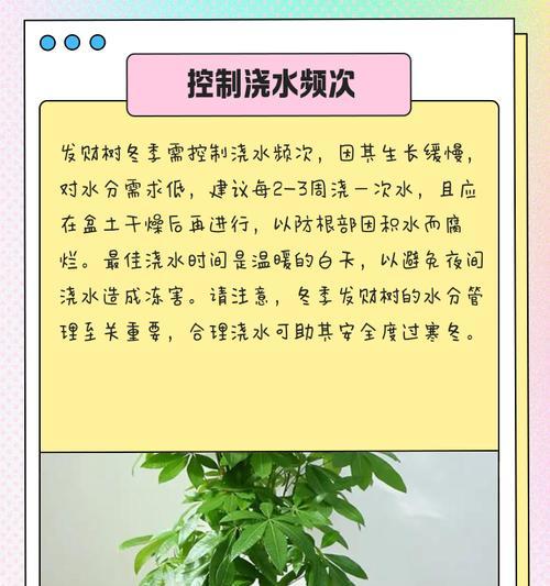 发财树的正确保养方法有哪些？