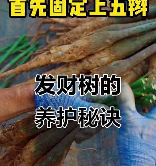 发财树的正确保养方法有哪些？