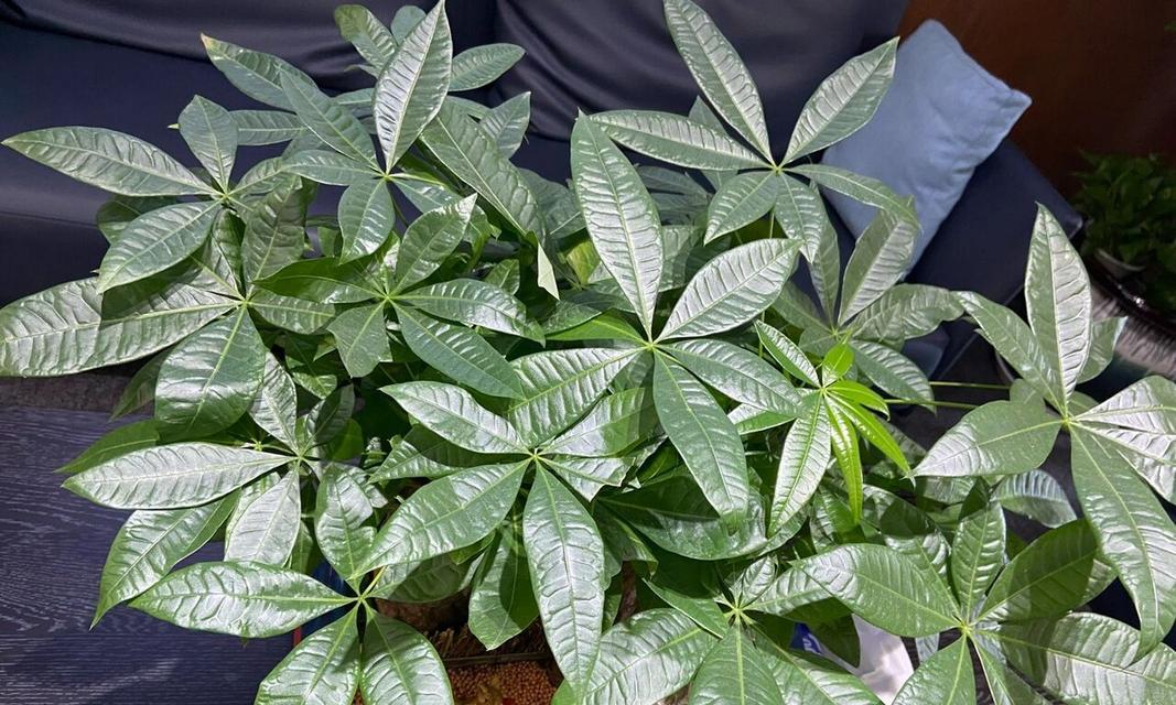 发财树的正确保养方法有哪些？