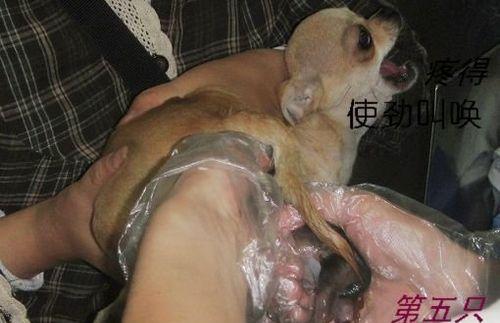吉娃娃繁殖的方法有哪些？如何确保繁殖成功？