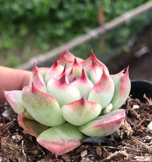 吉娃娃繁殖的方法有哪些？如何确保繁殖成功？