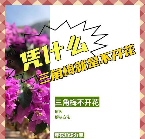 怎么使三角梅开花？三角梅的开花技巧和注意事项有哪些？