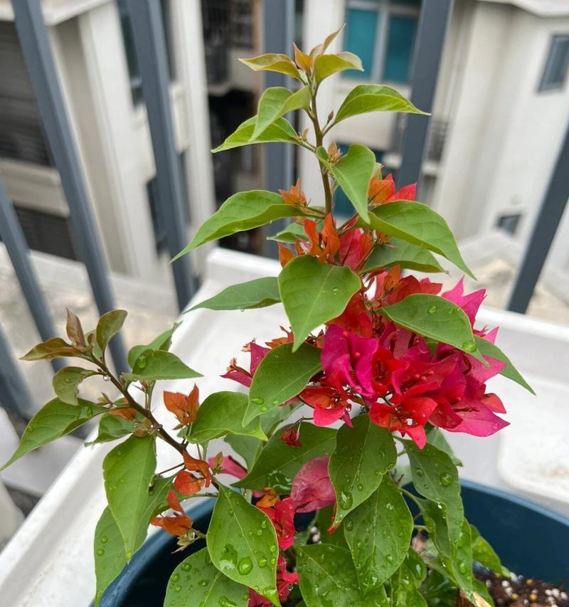 怎么使三角梅开花？三角梅的开花技巧和注意事项有哪些？