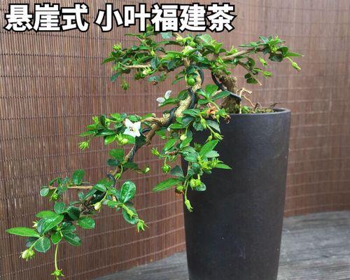 附石盆景适合种植哪些植物？