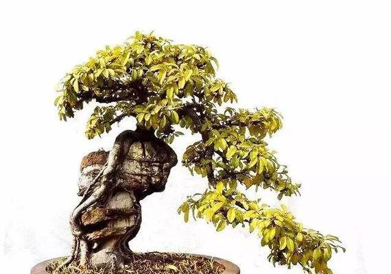 附石盆景适合种植哪些植物？