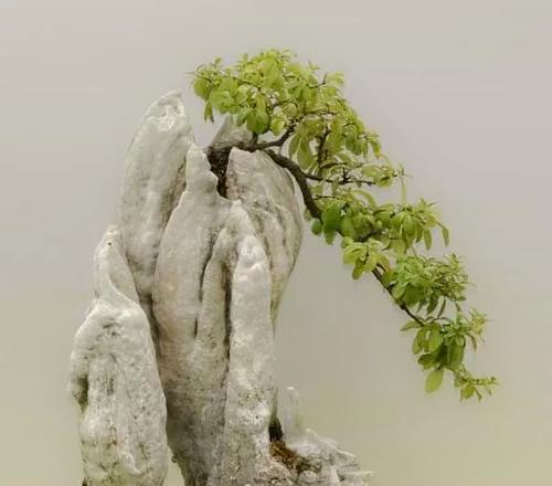 附石盆景适合种植哪些植物？