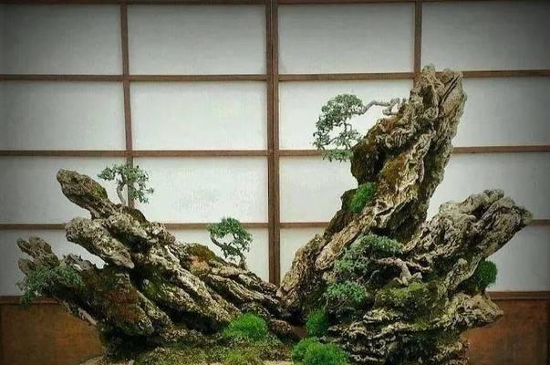 什么树种附石盆景好？附石盆景适合哪些树种？