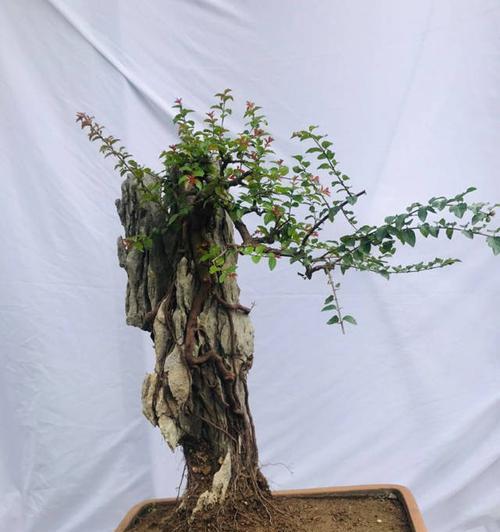 什么树种附石盆景好？附石盆景适合哪些树种？