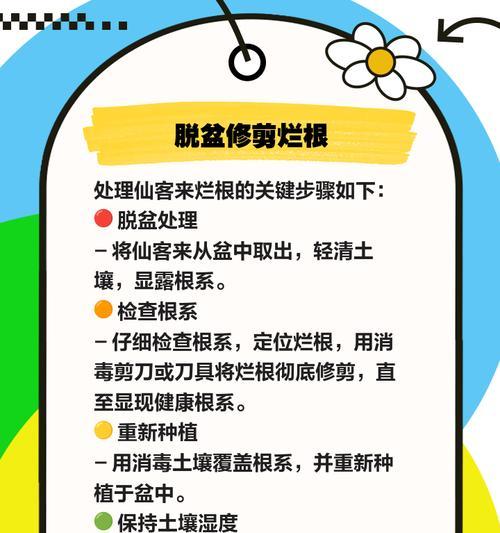 仙人球底部腐烂的处理方法是什么？