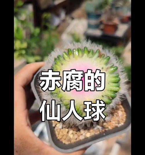 仙人球底部腐烂的处理方法是什么？