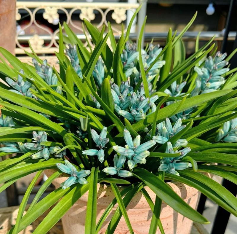 大门两旁适合栽什么花？有哪些美观又易打理的植物推荐？