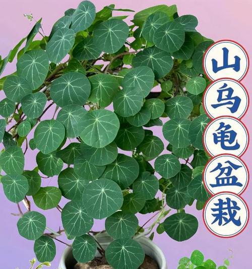 大门两旁适合栽什么花？有哪些美观又易打理的植物推荐？