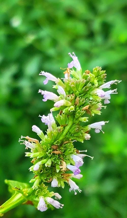 唇形花科植物有哪些？唇形花科植物的花语是什么？