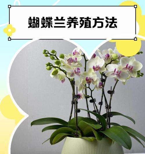 蝴蝶兰花期养护技巧有哪些？