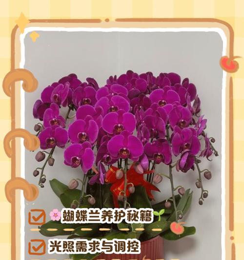 蝴蝶兰花期养护技巧有哪些？