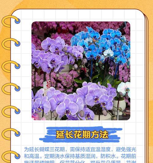 蝴蝶兰花期养护技巧有哪些？
