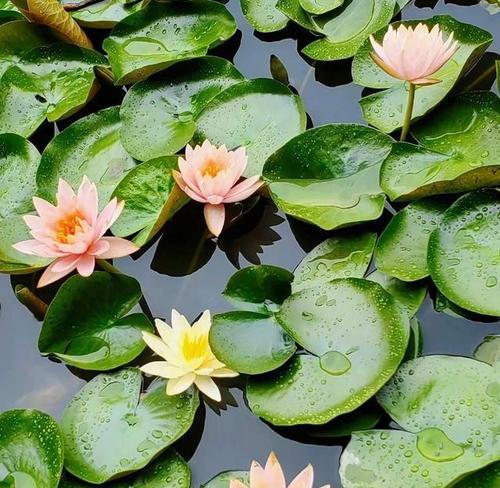 夏天适合种植哪些花卉？六月有哪些花盛开？