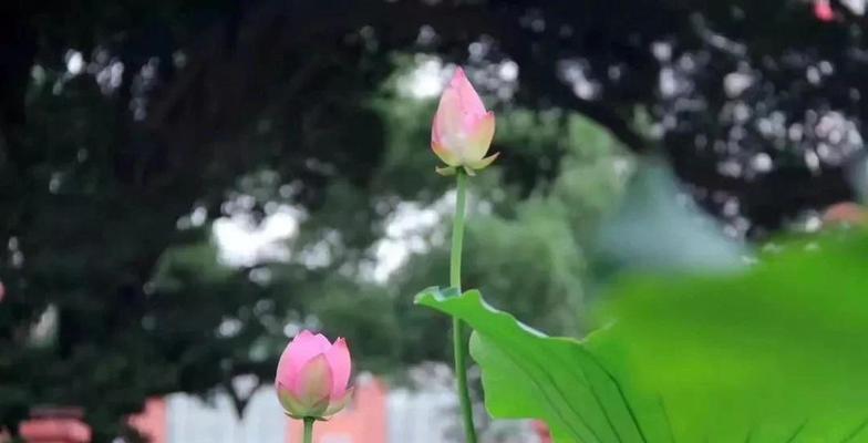 夏天适合种植哪些花卉？六月有哪些花盛开？