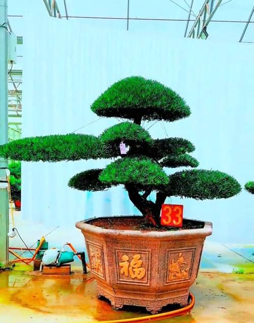 罗汉松品种大全及其特点是什么？