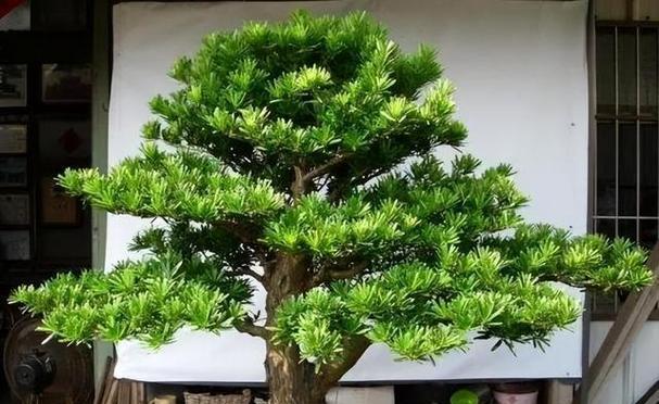 罗汉松哪种品种生长最快？