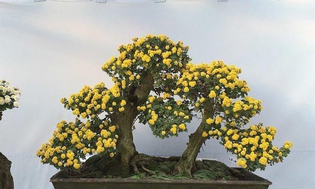 盆栽菊花冬季如何安全过冬？