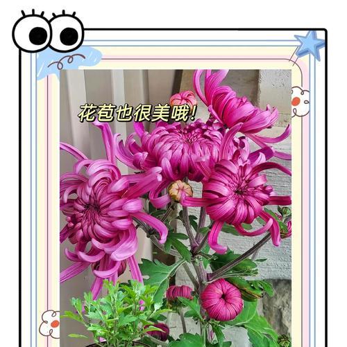盆栽菊花冬季如何安全过冬？