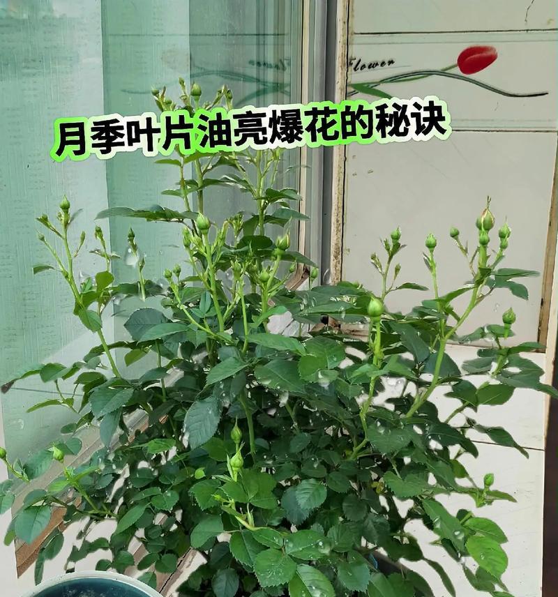 月季切花的修剪技巧有哪些？怎样剪才能延长花期？
