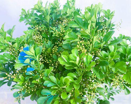 米兰有哪些香型品种？香味的持久度如何？