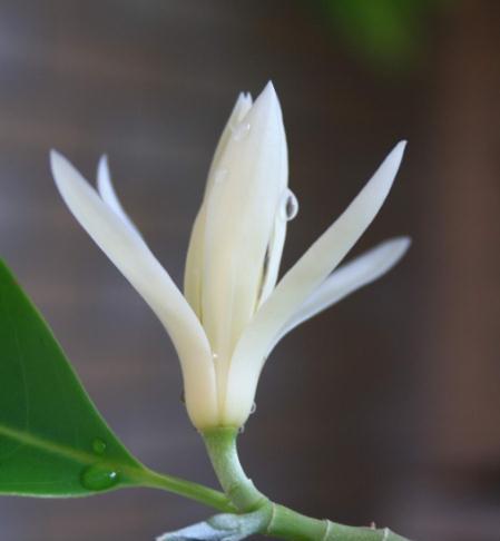 白兰花品种众多，哪种最适合家庭养护？
