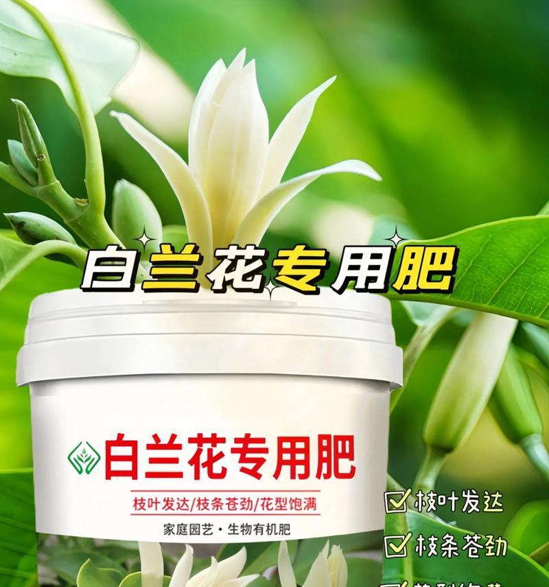白兰花品种众多，哪种最适合家庭养护？