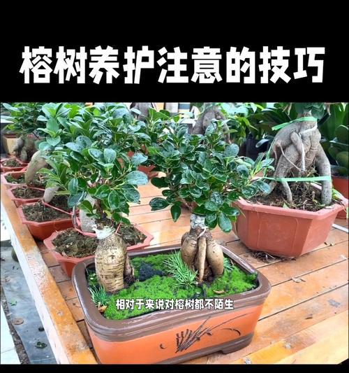 野生榕树盆景的养护要点是什么？