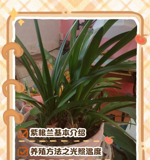 紫罗兰吊兰的养殖技巧和常见问题？