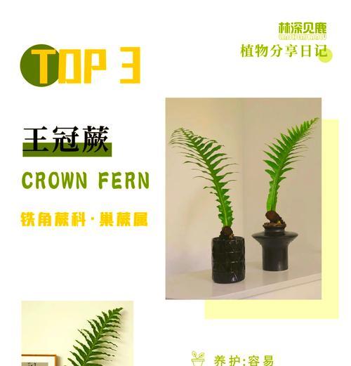 仙人指养殖的要点是什么？如何防止仙人指徒长？