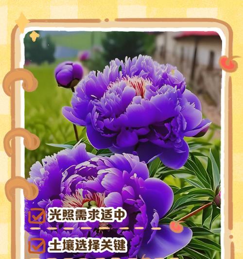 牡丹花的养殖方法有哪些？需要注意什么？