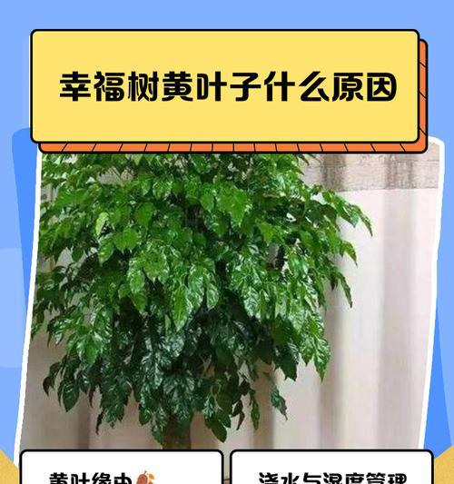 幸福树卷叶的原因及解决方法是什么？