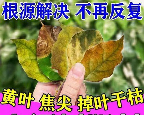 幸福树卷叶的原因及解决方法是什么？