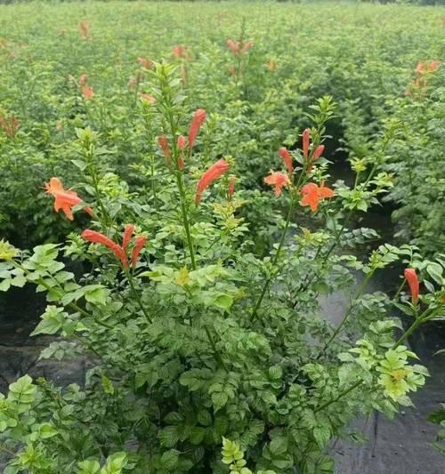 凌霄花的种植步骤是什么？