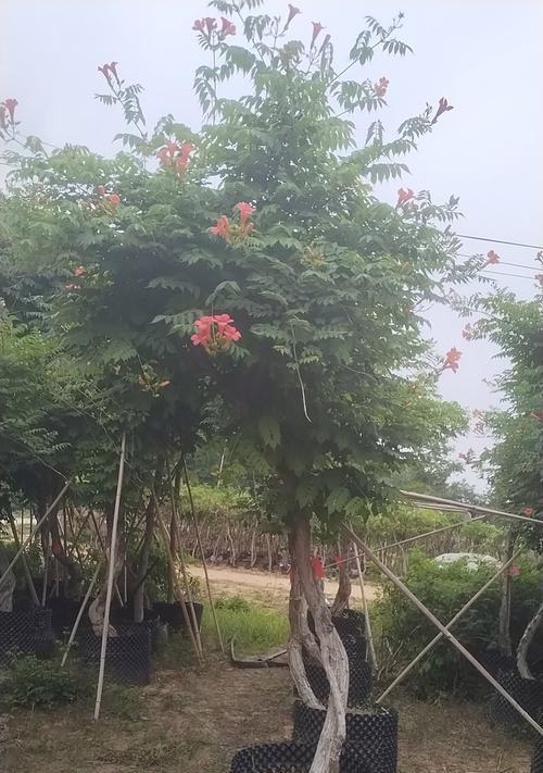 凌霄花的种植步骤是什么？