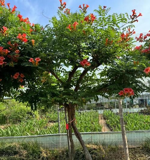 凌霄花的种植步骤是什么？